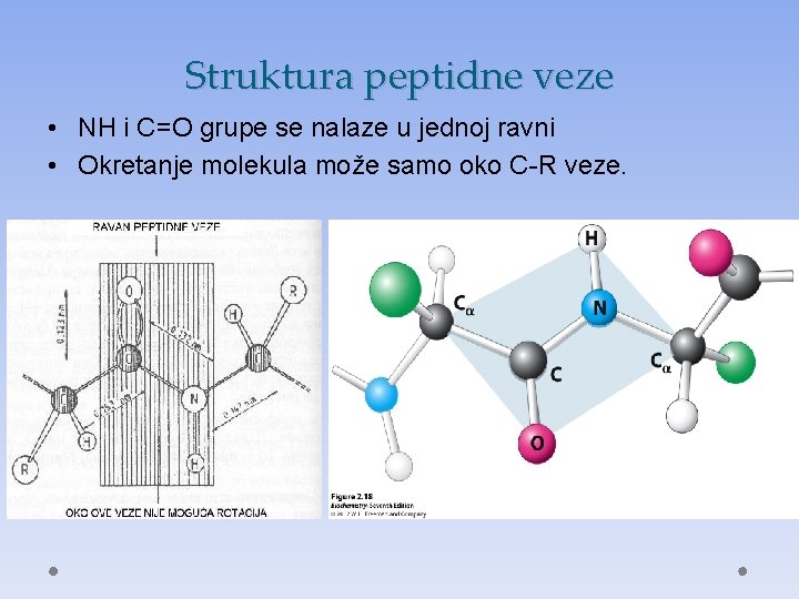 Struktura peptidne veze • NH i C=O grupe se nalaze u jednoj ravni •