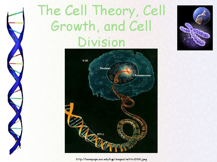 The Cell Theory, Cell Growth, and Cell Division http: //homepage. smc. edu/hgp/images/cell-to-DNA. jpeg 