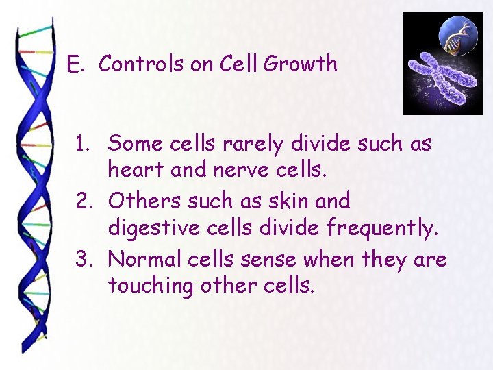  E. Controls on Cell Growth 1. Some cells rarely divide such as heart