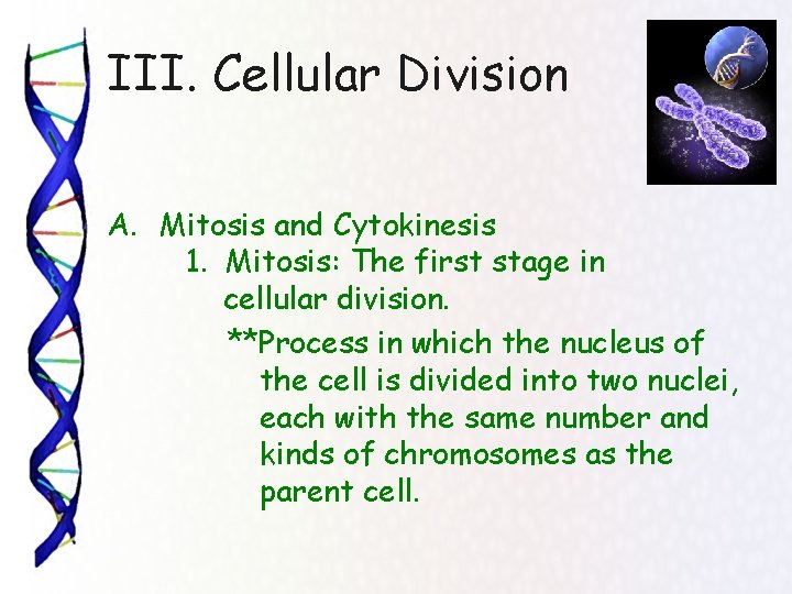 III. Cellular Division A. Mitosis and Cytokinesis 1. Mitosis: The first stage in cellular