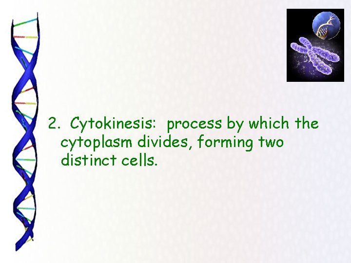 2. Cytokinesis: process by which the cytoplasm divides, forming two distinct cells. 