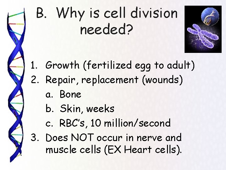 B. Why is cell division needed? 1. Growth (fertilized egg to adult) 2. Repair,