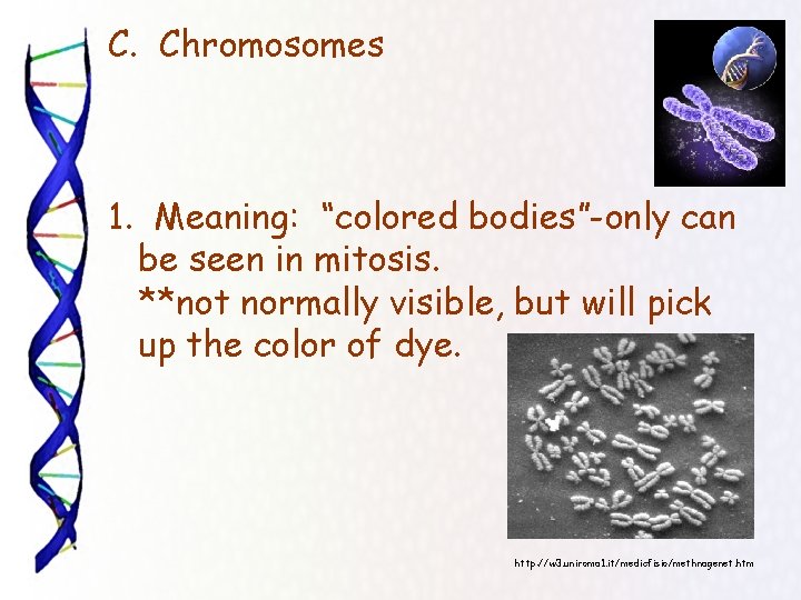 C. Chromosomes 1. Meaning: “colored bodies”-only can be seen in mitosis. **not normally visible,