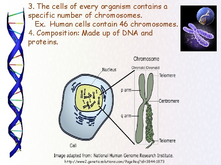 3. The cells of every organism contains a specific number of chromosomes. Ex. Human