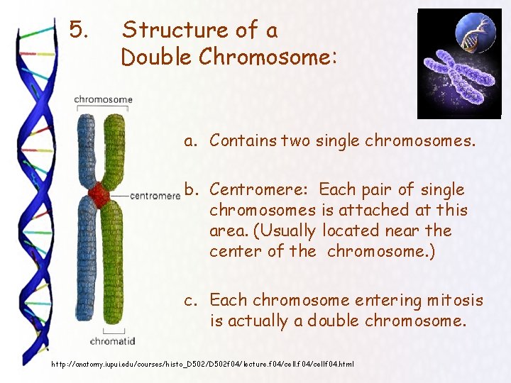 5. Structure of a Double Chromosome: a. Contains two single chromosomes. b. Centromere: Each