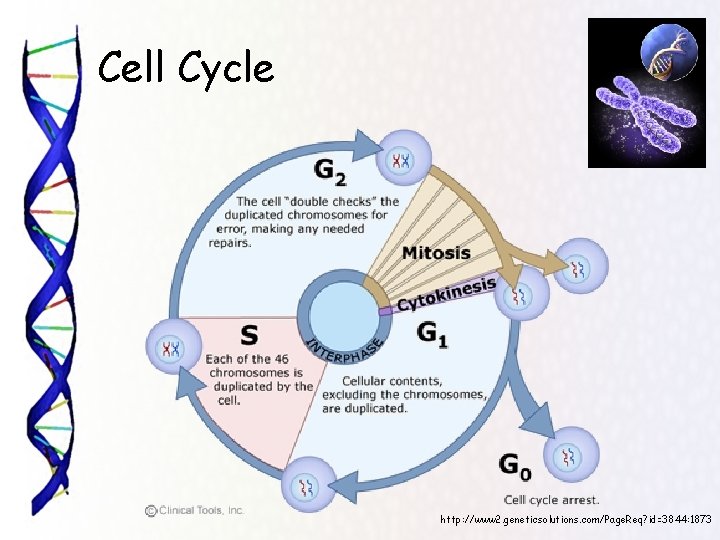 Cell Cycle http: //www 2. geneticsolutions. com/Page. Req? id=3844: 1873 