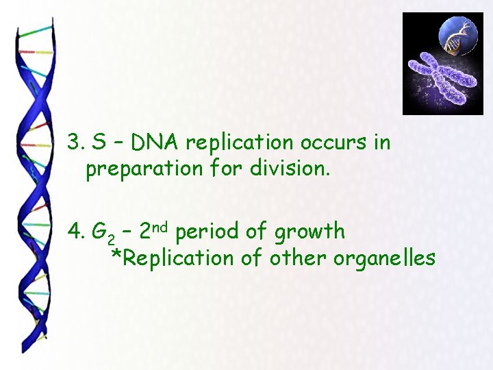 3. S – DNA replication occurs in preparation for division. 4. G 2 –