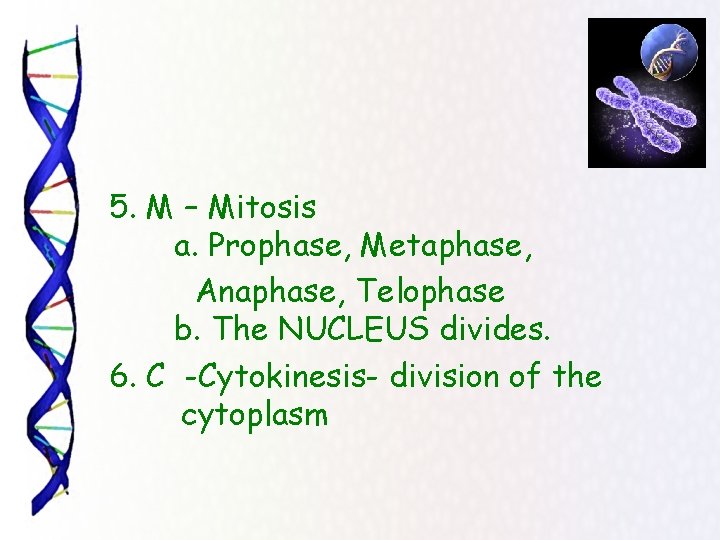 5. M – Mitosis a. Prophase, Metaphase, Anaphase, Telophase b. The NUCLEUS divides. 6.