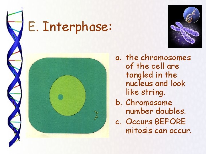  E. Interphase: a. the chromosomes of the cell are tangled in the nucleus