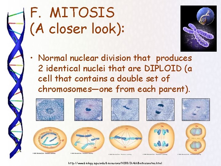 F. MITOSIS (A closer look): • Normal nuclear division that produces 2 identical nuclei