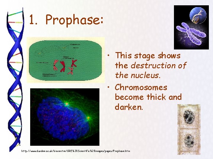 1. Prophase: • This stage shows the destruction of the nucleus. • Chromosomes become