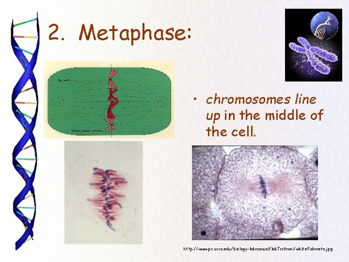 2. Metaphase: • chromosomes line up in the middle of the cell. http: //www.