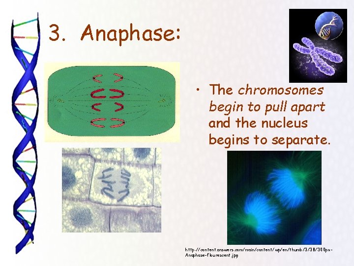 3. Anaphase: • The chromosomes begin to pull apart and the nucleus begins to