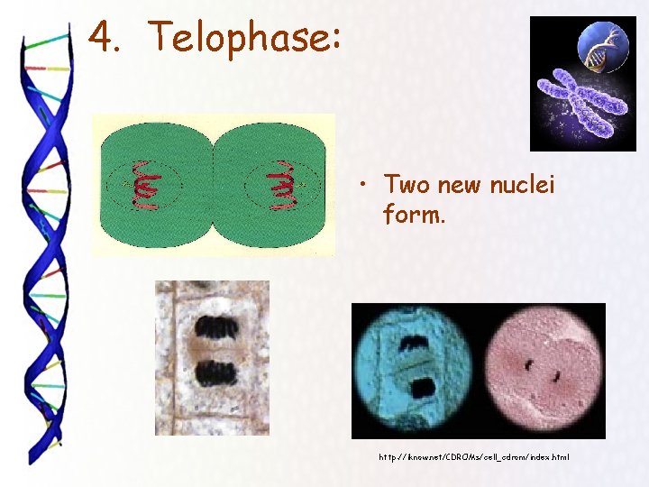 4. Telophase: • Two new nuclei form. http: //iknow. net/CDROMs/cell_cdrom/index. html 