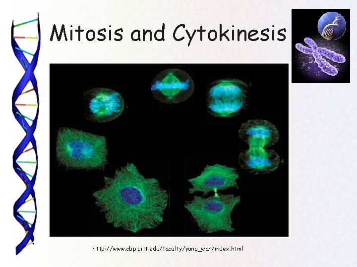 Mitosis and Cytokinesis http: //www. cbp. pitt. edu/faculty/yong_wan/index. html 