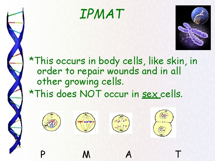 IPMAT *This occurs in body cells, like skin, in order to repair wounds and