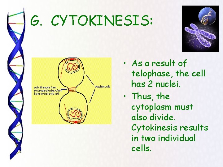  G. CYTOKINESIS: • As a result of telophase, the cell has 2 nuclei.