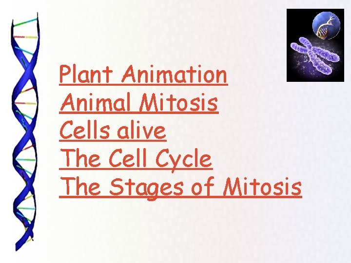 Plant Animation Animal Mitosis Cells alive The Cell Cycle The Stages of Mitosis 