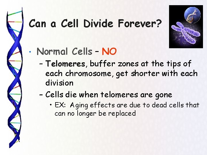 Can a Cell Divide Forever? • Normal Cells – NO – Telomeres, buffer zones