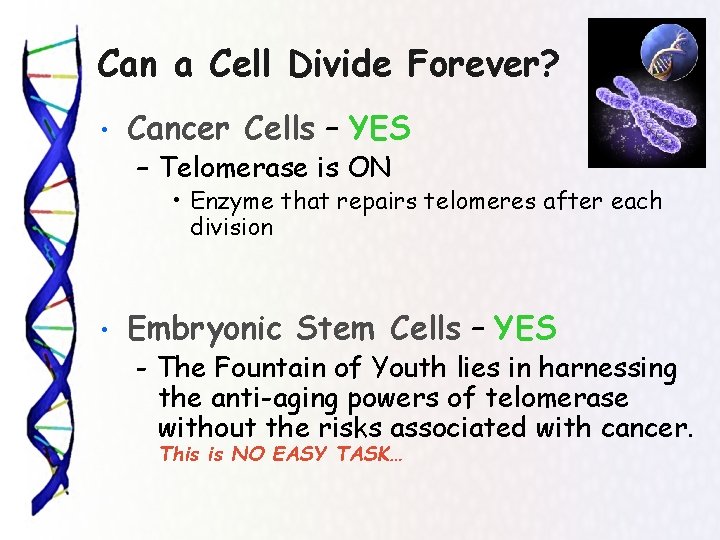 Can a Cell Divide Forever? • Cancer Cells – YES – Telomerase is ON