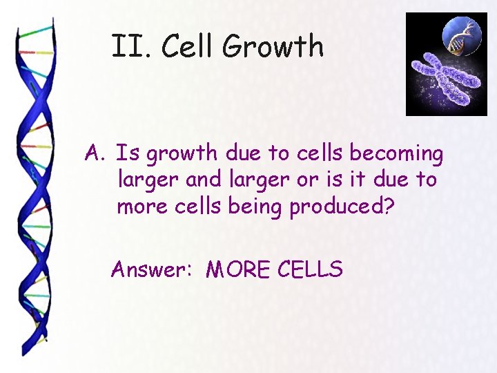 II. Cell Growth A. Is growth due to cells becoming larger and larger or