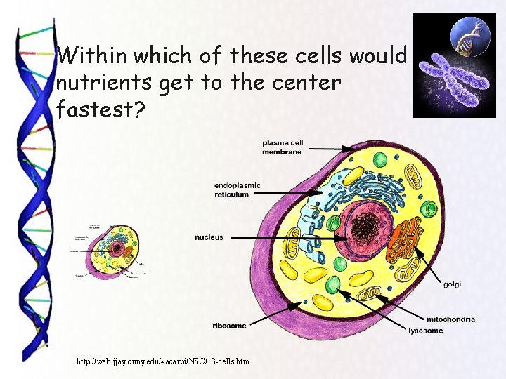 Within which of these cells would nutrients get to the center fastest? http: //web.