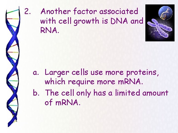 2. Another factor associated with cell growth is DNA and RNA. a. Larger cells