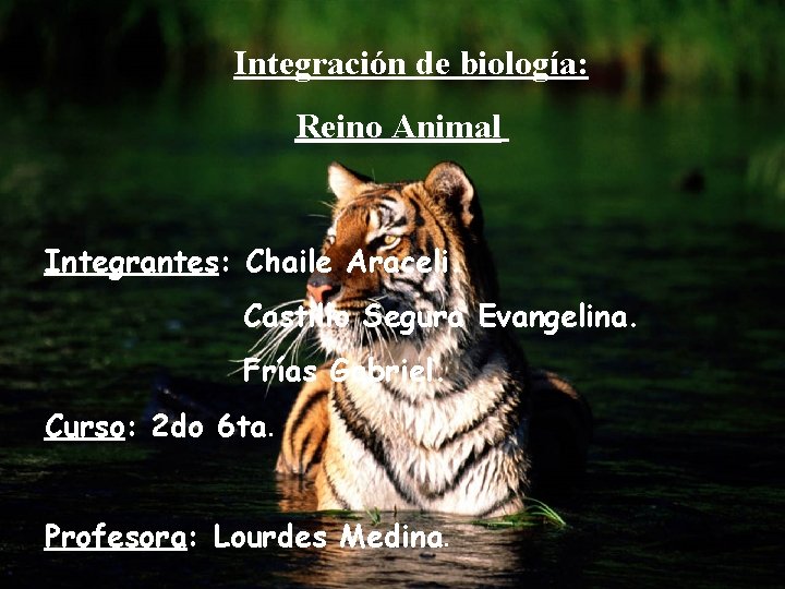 Integración de biología: Reino Animal Integrantes: Chaile Araceli. Castillo Segura Evangelina. Frías Gabriel. Curso: