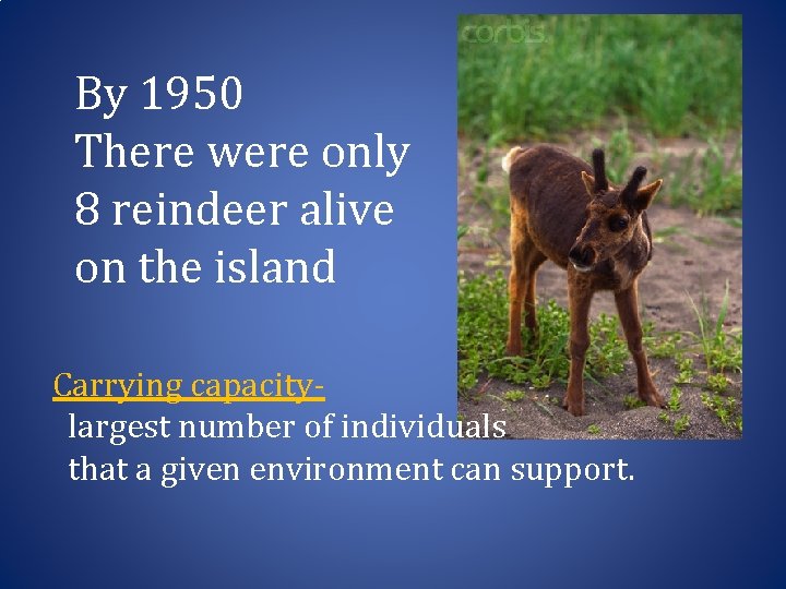 By 1950 There were only 8 reindeer alive on the island Carrying capacitylargest number
