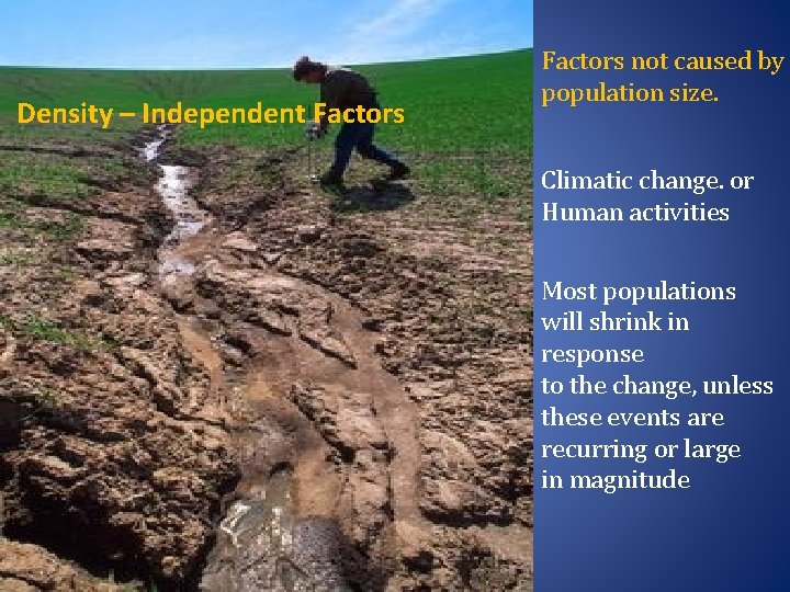 Density – Independent Factors not caused by population size. Climatic change. or Human activities