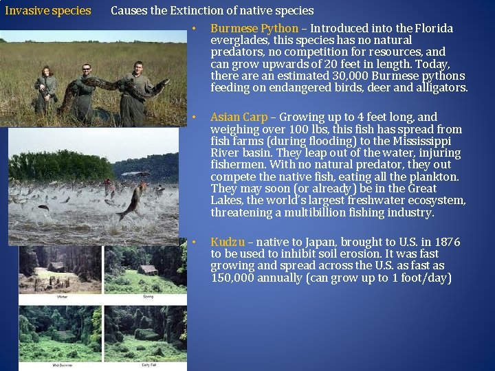 Invasive species Causes the Extinction of native species • Burmese Python – Introduced into