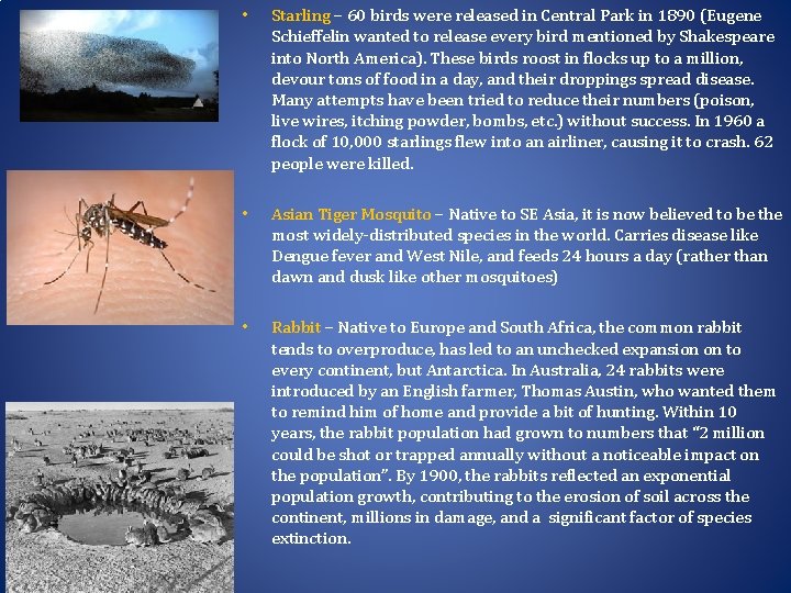  • Starling – 60 birds were released in Central Park in 1890 (Eugene