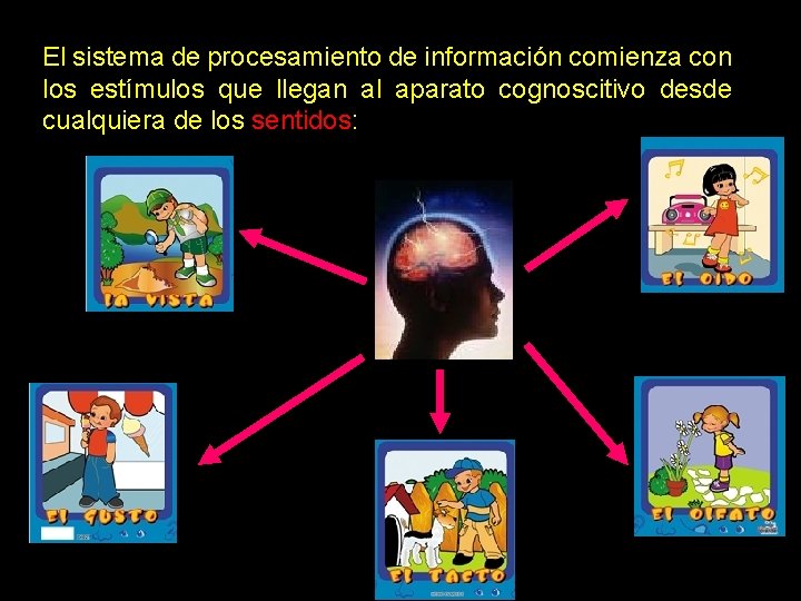 El sistema de procesamiento de información comienza con los estímulos que llegan al aparato