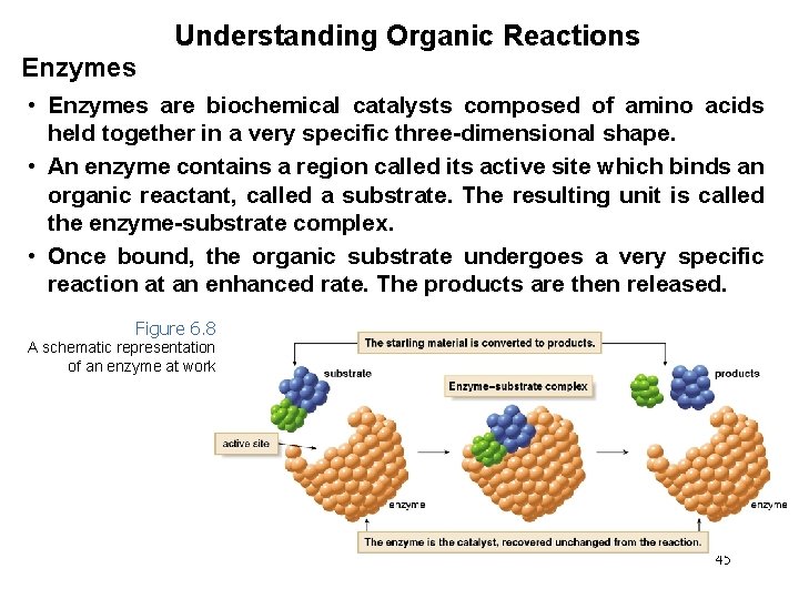 Understanding Organic Reactions Enzymes • Enzymes are biochemical catalysts composed of amino acids held
