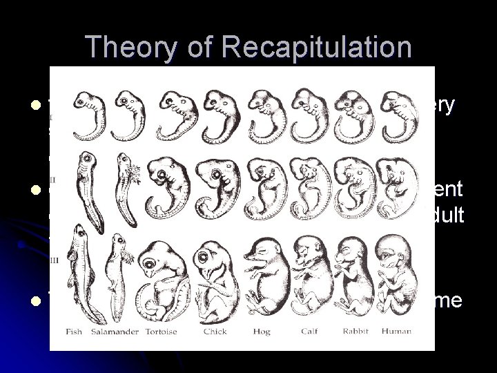 Theory of Recapitulation the development of the individual of every species fully repeats the