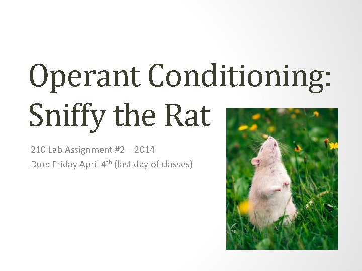 Operant Conditioning: Sniffy the Rat 210 Lab Assignment #2 – 2014 Due: Friday April