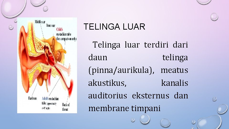 TELINGA LUAR Telinga luar terdiri daun telinga (pinna/aurikula), meatus akustikus, kanalis auditorius eksternus dan