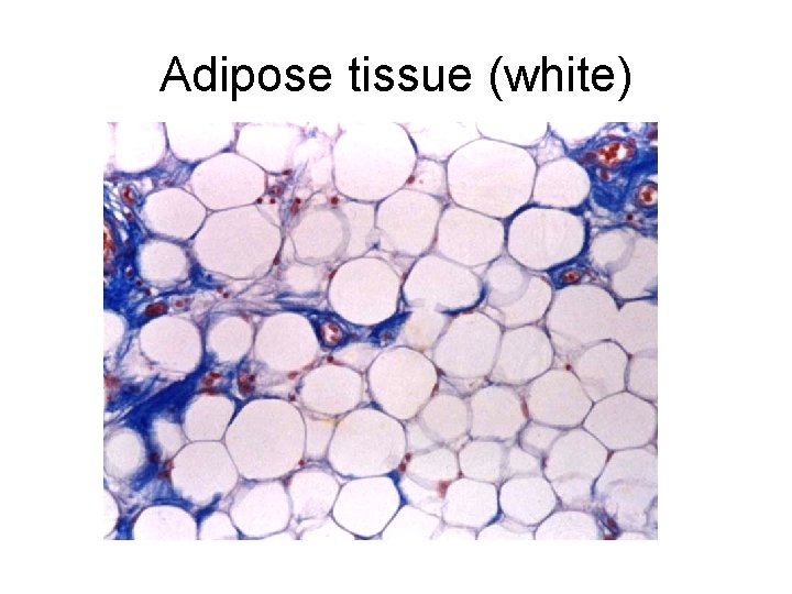 Adipose tissue (white) 
