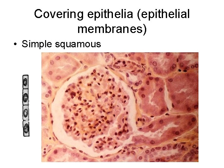 Covering epithelia (epithelial membranes) • Simple squamous 