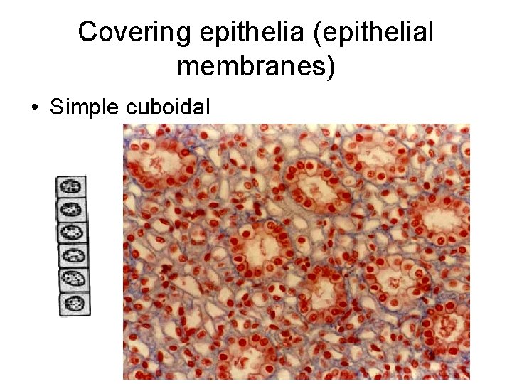 Covering epithelia (epithelial membranes) • Simple cuboidal 