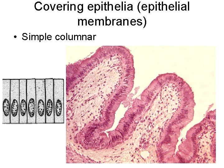 Covering epithelia (epithelial membranes) • Simple columnar 