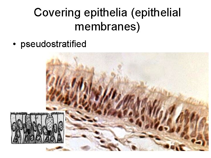 Covering epithelia (epithelial membranes) • pseudostratified 
