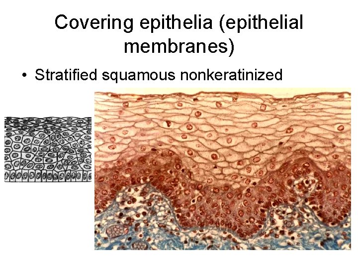 Covering epithelia (epithelial membranes) • Stratified squamous nonkeratinized 