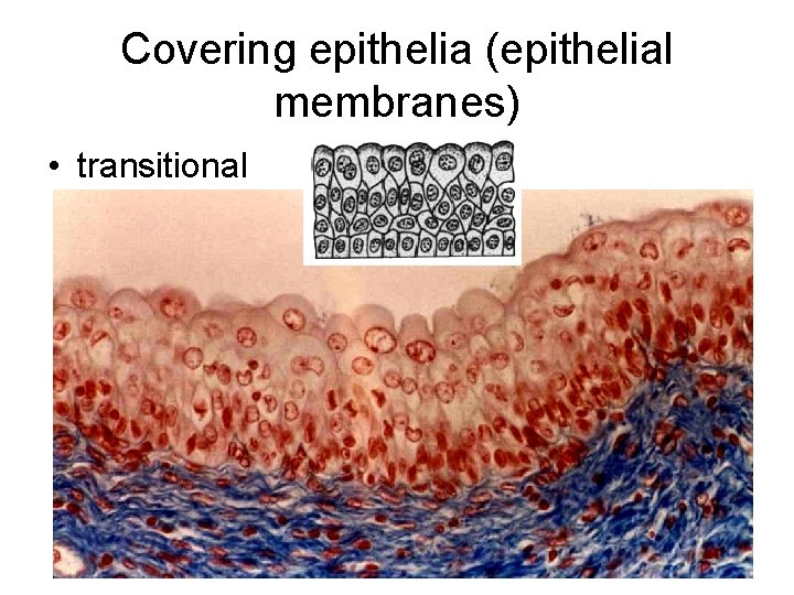Covering epithelia (epithelial membranes) • transitional 