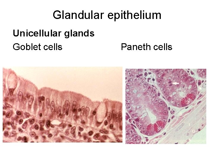 Glandular epithelium Unicellular glands Goblet cells Paneth cells 