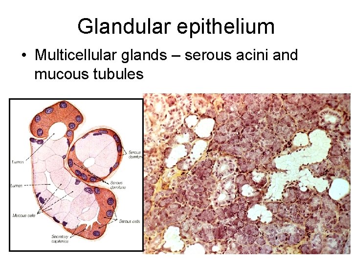 Glandular epithelium • Multicellular glands – serous acini and mucous tubules 