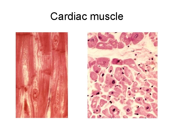 Cardiac muscle 