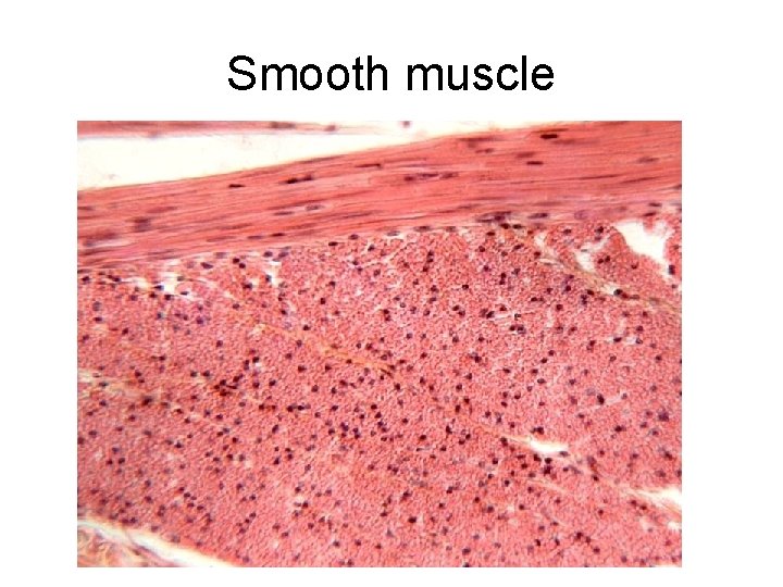 Smooth muscle 