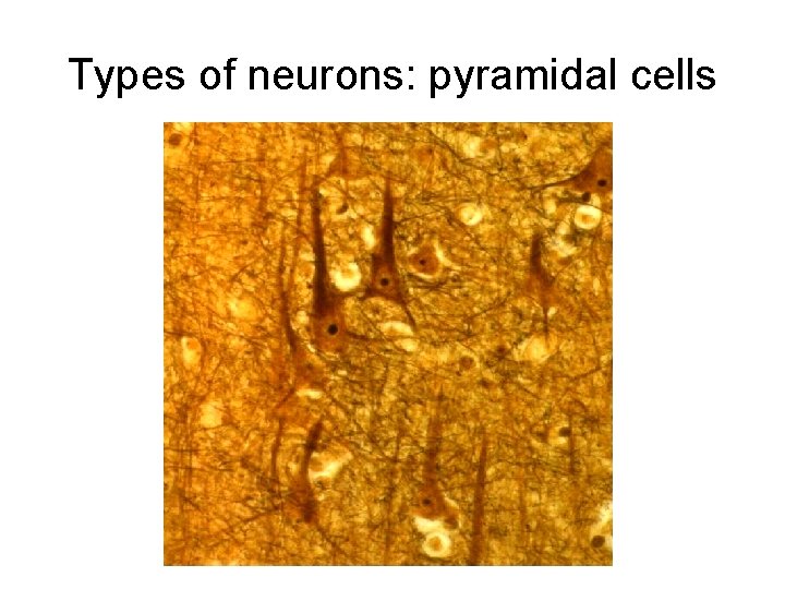 Types of neurons: pyramidal cells 