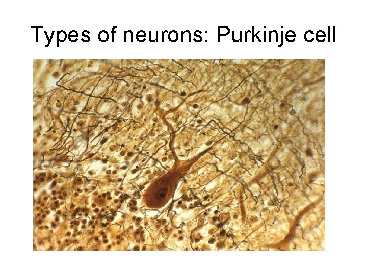Types of neurons: Purkinje cell 